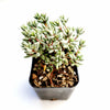 Crassula biplanata
