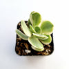 Crassula swaziensis Variegata 'Money Maker'