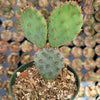 Opuntia santarita Santa Rita Purple Prickly Pear Cactus