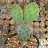 Opuntia santarita Santa Rita Purple Prickly Pear Cactus