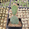 Opuntia santarita Santa Rita Purple Prickly Pear Cactus