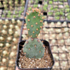Opuntia santarita Santa Rita Purple Prickly Pear Cactus