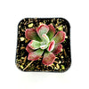 Echeveria 'Devotion'