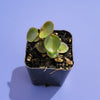 Peperomia 'Ruby Cascade'