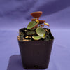 Peperomia 'Ruby Cascade'