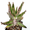Kalanchoe tubiflora 'Mother of Millions'