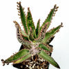 Kalanchoe tubiflora 'Mother of Millions'