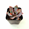 Echeveria 'Neon Breakers'