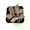 Echeveria 'Neon Breakers'
