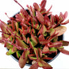 Crassula clavata