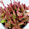 Crassula clavata