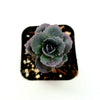 SunSparkler® Sedum 'Blue Pearl'