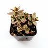 SunSparkler® Sedum 'Wildfire'