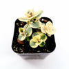 SunSparkler® Sedum 'Lime Twister'