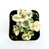 SunSparkler® Sedum 'Lime Twister'