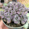 SunSparkler® Sedum 'Blue Pearl'