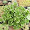 SunSparkler® Sedum 'Lime Zinger'