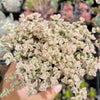 Sedum 'Little Missy'