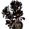 Aeonium arboreum 'Black Rose'