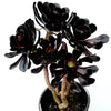 Aeonium arboreum 'Black Rose'