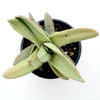 Crassula falcata 'Propeller Plant'