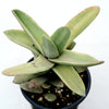 Crassula falcata 'Propeller Plant'