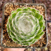 Sempervivum 'Hurricane'