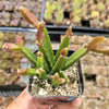 Rhipsalis Cereoides