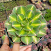 Aeonium 'Starburst'