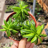 Peperomia axillaris