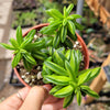 Peperomia axillaris