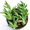 Senecio radicans Hybrid 'Fish Hooks'