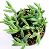 Senecio radicans Hybrid 'Fish Hooks'
