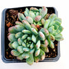 Sedeveria 'Blue Elf'