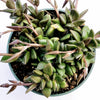 Anacampseros telephiastrum Burgundy
