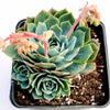 Echeveria subalpina