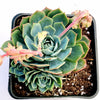 Echeveria subalpina