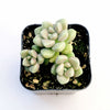 Graptoveria mendozae [Fragile]