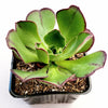 Aeonium Akafuji 'Red Fuji'