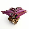 Tradescantia pallida 'Pale Puma' Wandering Dude
