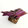 Tradescantia pallida 'Pale Puma' Wandering Dude