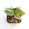 Tradescantia fluminensis Variegata Wandering Dude