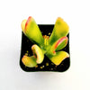 Crassula ovata Variegated 'ET's Fingers' Jade
