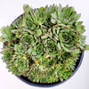 Sempervivum calcareum 'Greenii'