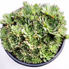 Sempervivum calcareum 'Greenii'