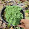 Sedum Pachyclaudos “White Diamond”