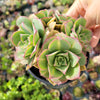 Aeonium 'Starburst'