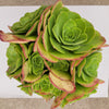 Aeonium urbicum ‘Salad Bowl’
