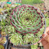 Sempervivum calcareum 'Greenii'