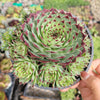 Sempervivum calcareum 'Greenii'